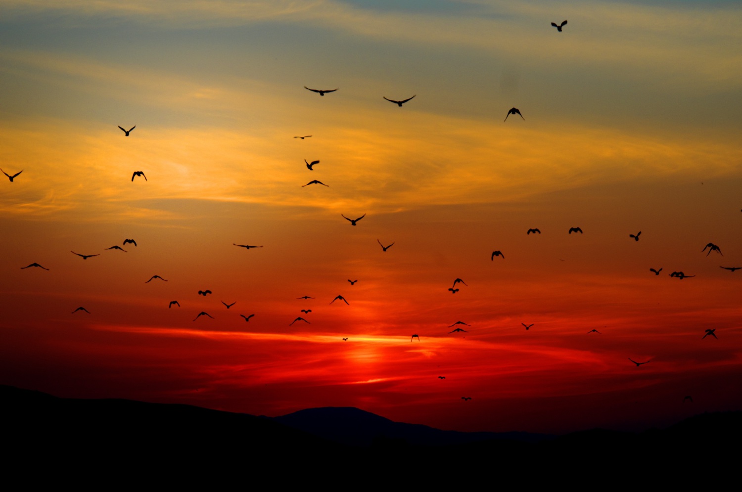 Birds flying during sunset