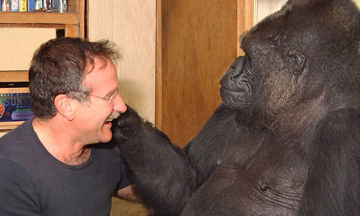 Attribution: The Gorilla Foundation