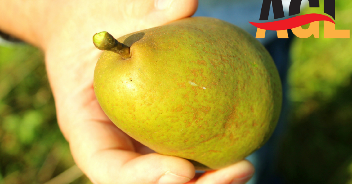 Deutsches Gedicht: Herr von Ribbeck auf Ribbeck im Havelland
